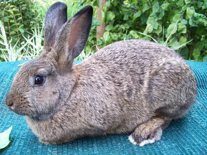 Králíci na chov i výkrm